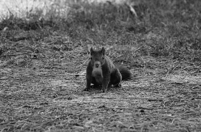 Fotografía en blanco y negro